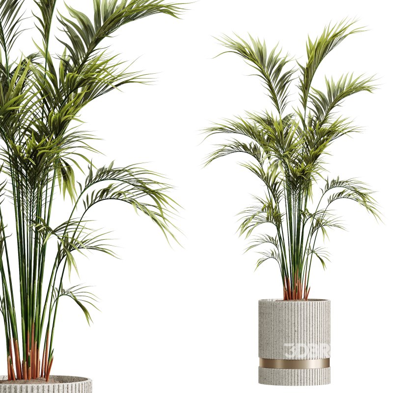 AV HousePlants Areca Majesty Cat Reed Palm Image 2