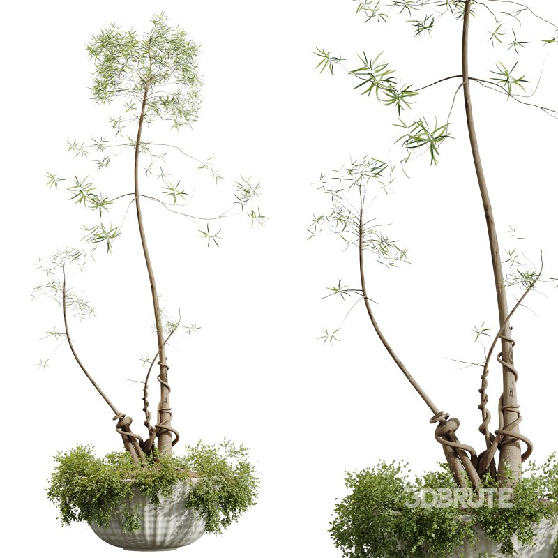 AV HousePlants Japandi Decorative Minimalism Ficus Dracaena Marginata20 Image 2