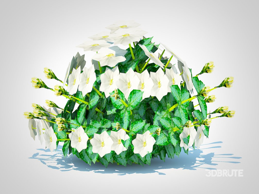 Campanula carpatica – Carpathian Bellflower-white Image 2