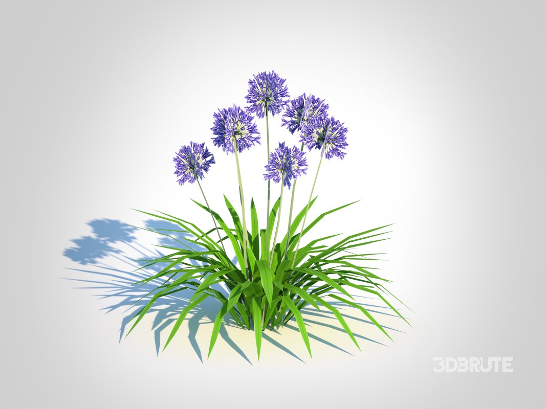 Agapanthus Africanus Image 4