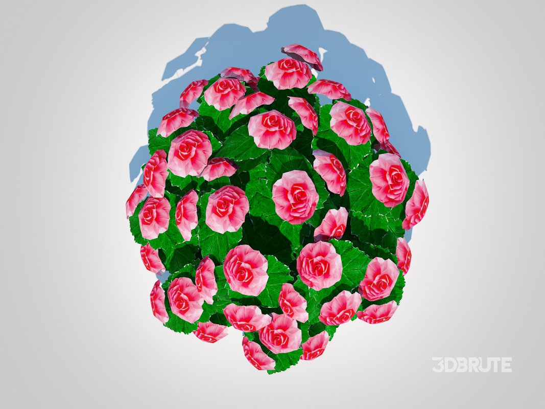 Begonia -Pink Image 2