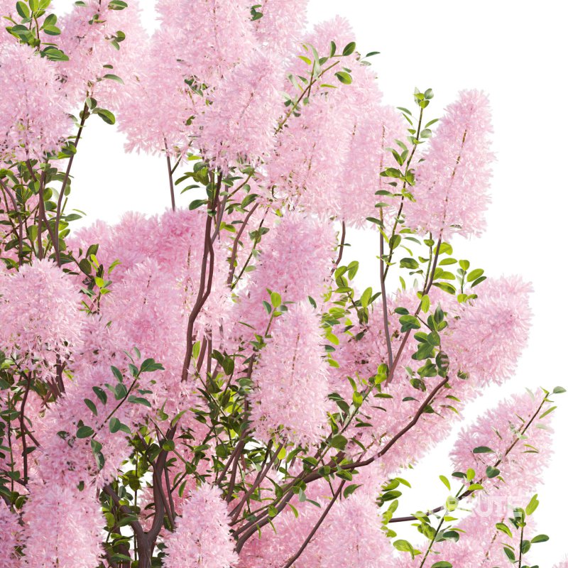 Cotinus coggygria – Smokebush 03 Image 3