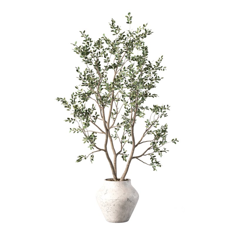 Olive Tree Indoor Plant Set.28 Image 4