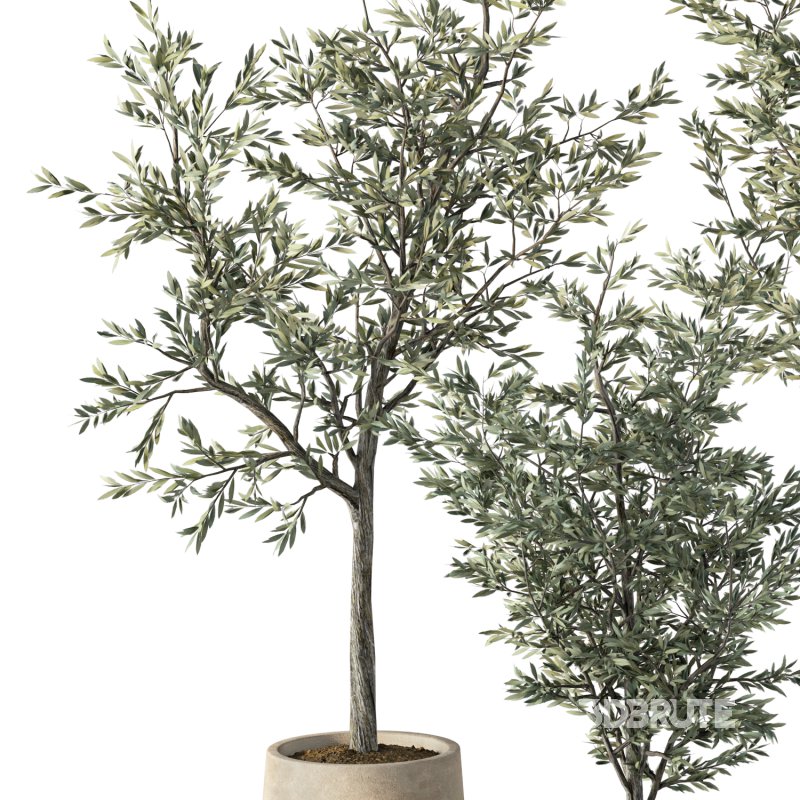 Olive Tree Indoor Plant Set.7 Image 3