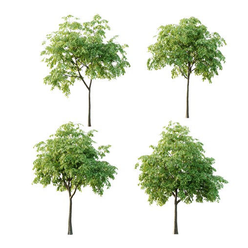 Cinnamomum burmannii Tree 01