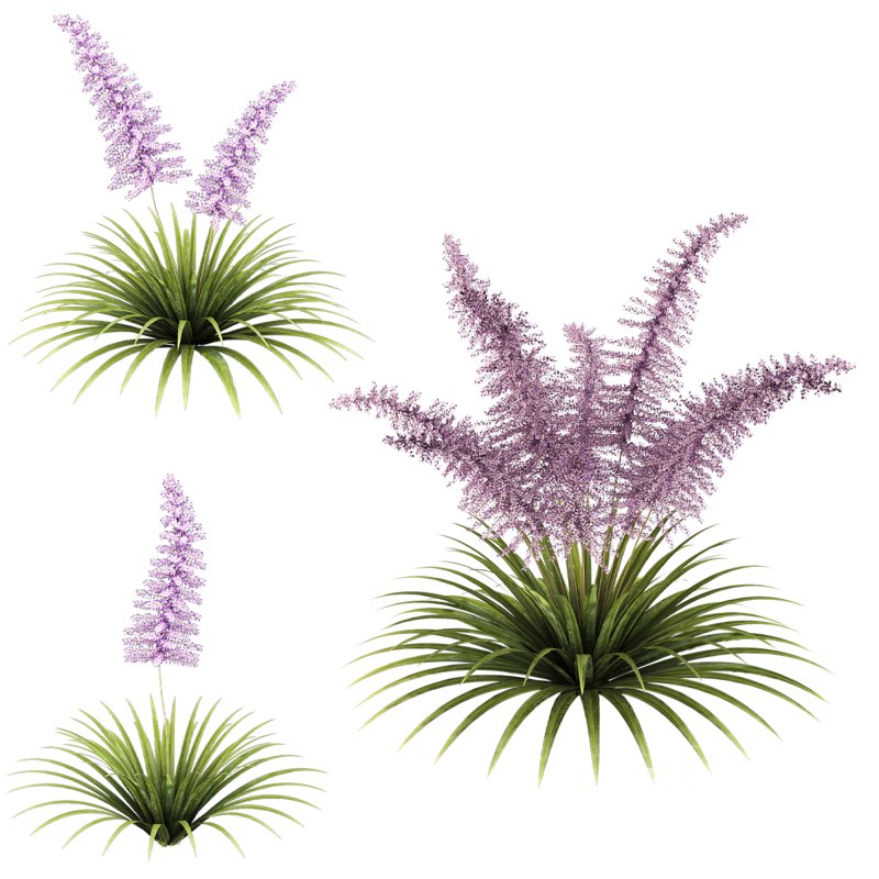 Elegant fern bush Image 2