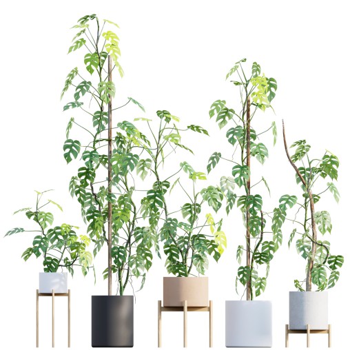 Rhaphidophora tetrasperma – Mini Monstera