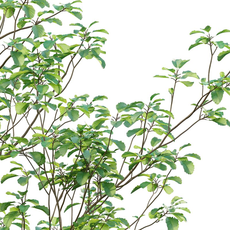 Alnus glutinosa – Common alder -02 Image 2