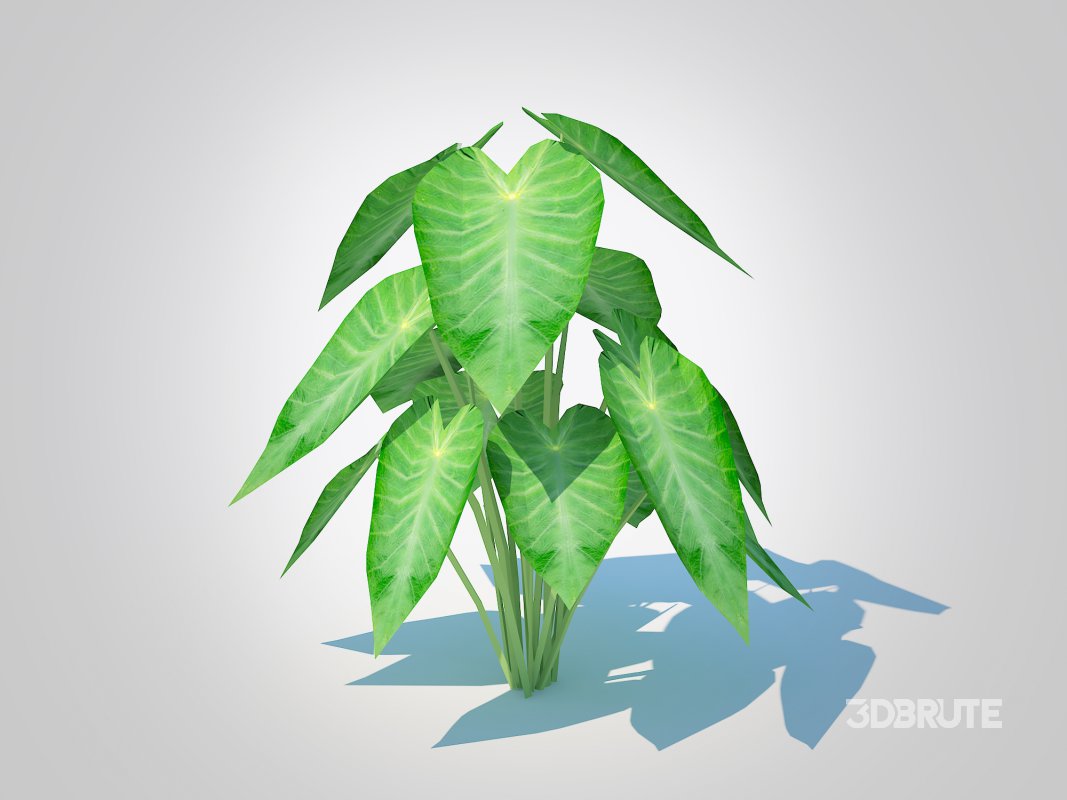 Colocasia esculenta -Green Taro Image 1