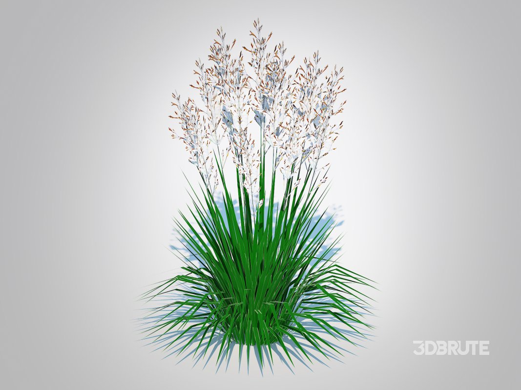 Deschampsia cespitosa – Tufted Hair Grass Image 3