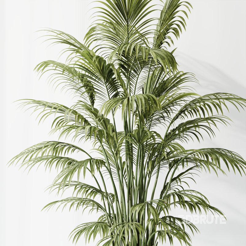 AV Indoor plants set 206 Mission Olive and Areca Palm and Yucca Elephantipes and Calathea Lutea and Dracaena Warneckii Image 5
