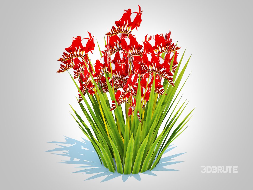 Crocosmia – Montbretia -Red Image 4