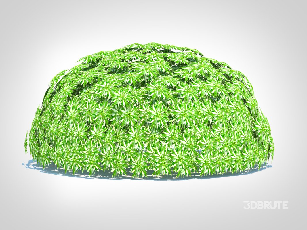 Artemesia schmidtiana – Silvermound Image 5