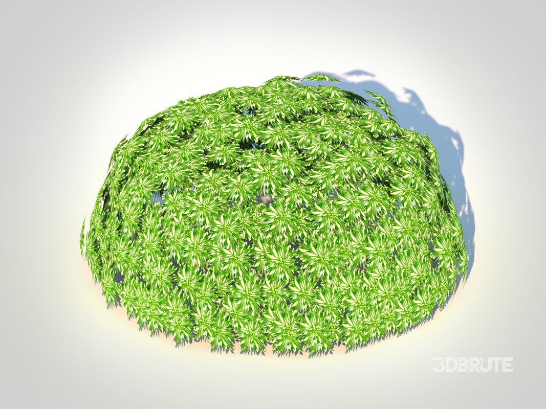 Artemesia schmidtiana – Silvermound Image 2