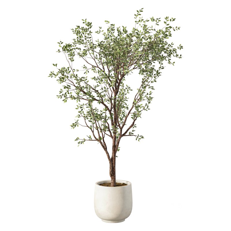 Olive Tree Indoor Plant Set.25 Image 2