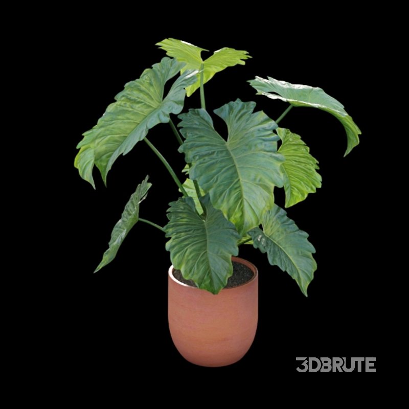 Philodendron undulatum Image 4