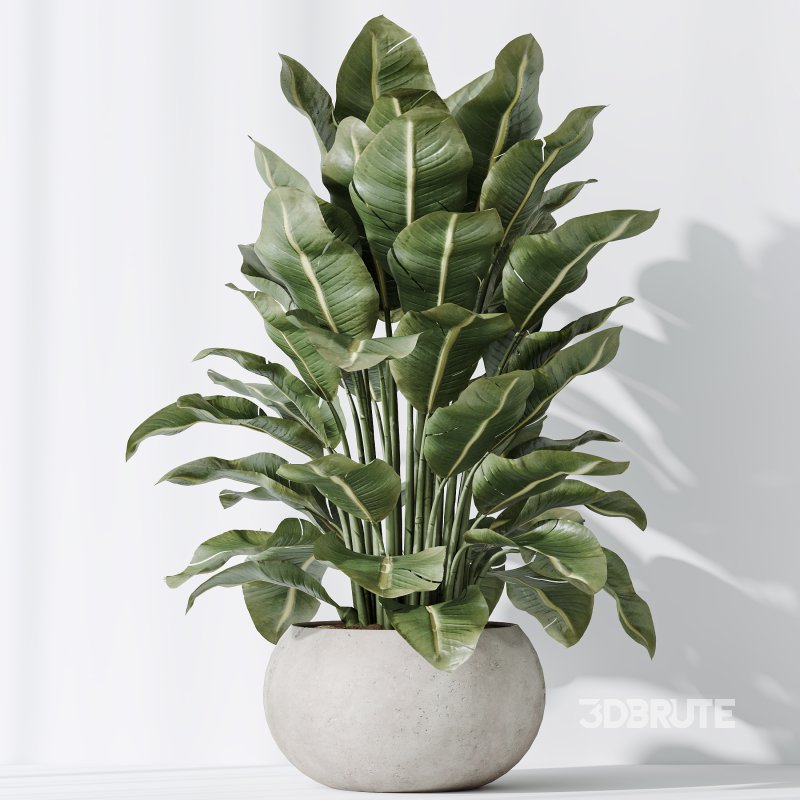 AV Indoor plants set 197 Ficus Bonsai Ginseng and Lemon Lime Cane Dragon and ParadiseBird and Areca Palm Image 7