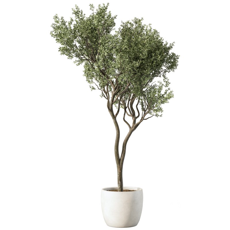 Olive Tree Indoor Plant Set.22 Image 2