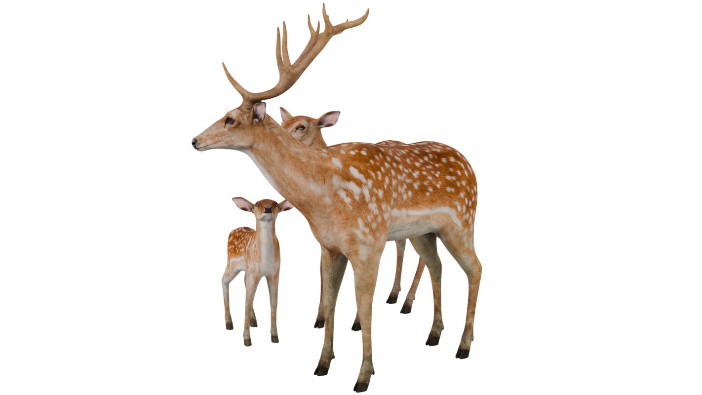 Deer Family Image 3