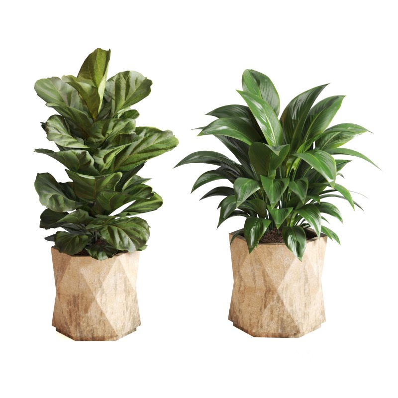 Indoor Plant Olive Palm Fiddle Leaf Image 2