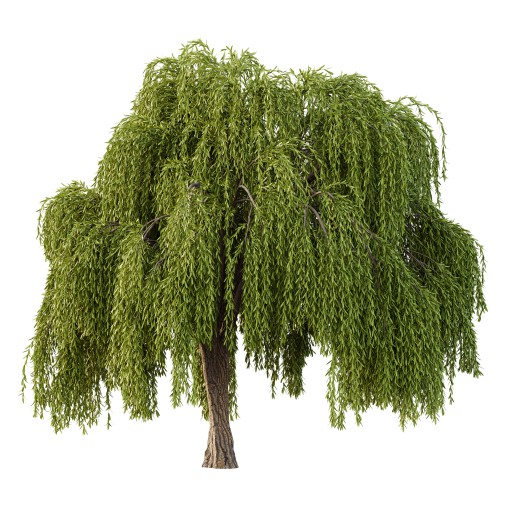 Weeping Willow Tree 03