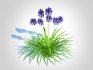 Agapanthus Africanus-dwarf-blue - Thumbnail 2