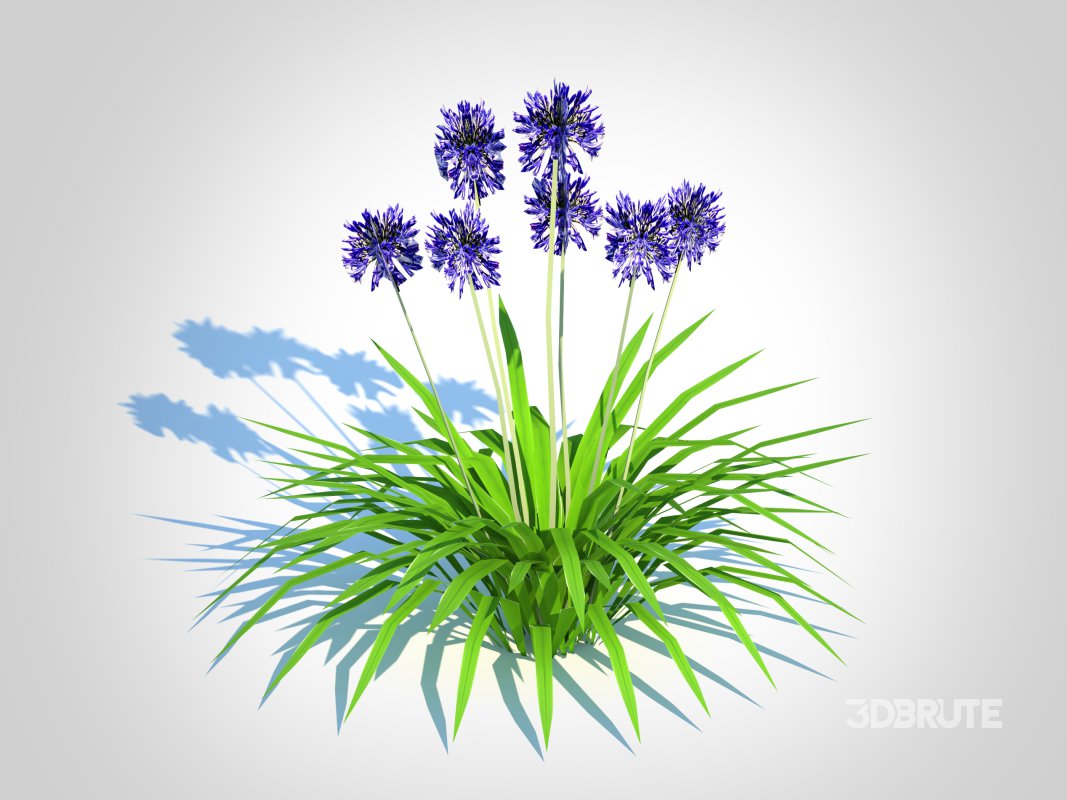 Agapanthus Africanus-dwarf-blue Image 2