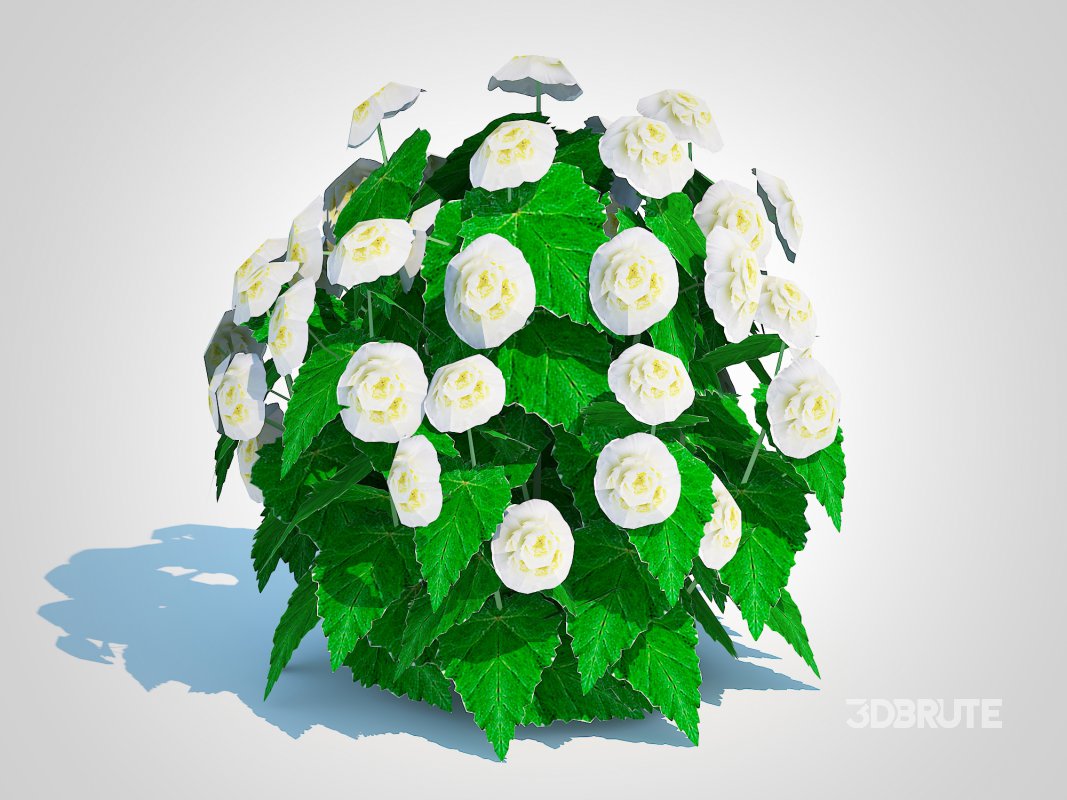 Begonia -White Image 2
