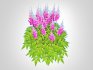 Astilbe-pink - Thumbnail 5