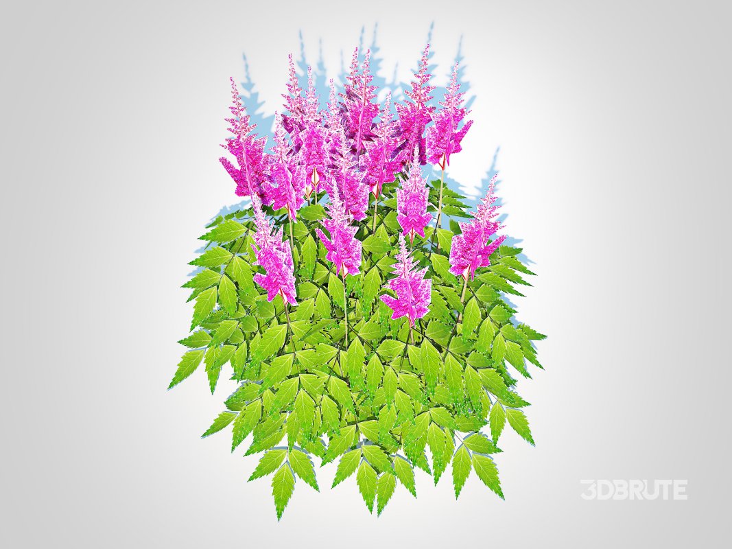 Astilbe-pink Image 5
