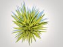 Carex siderosticha ‘Banana Boat - Thumbnail 3