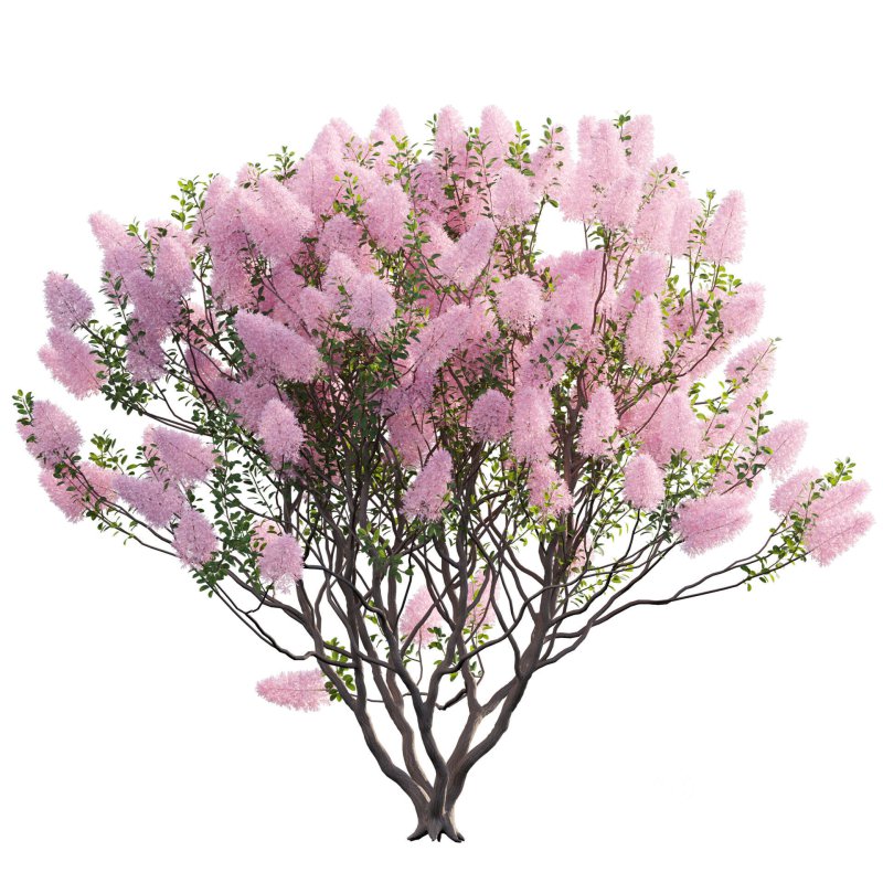 Cotinus coggygria – Smokebush 03 Image 2