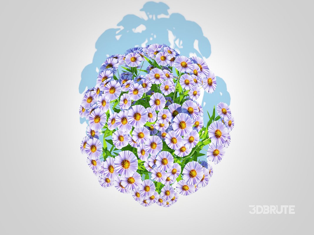 Aster novi-belgii – New York Aster – Blue Image 3