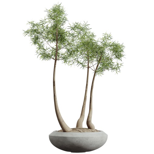 AV HousePlants Japandi Decorative Minimalism Ficus Dracaena Marginata17