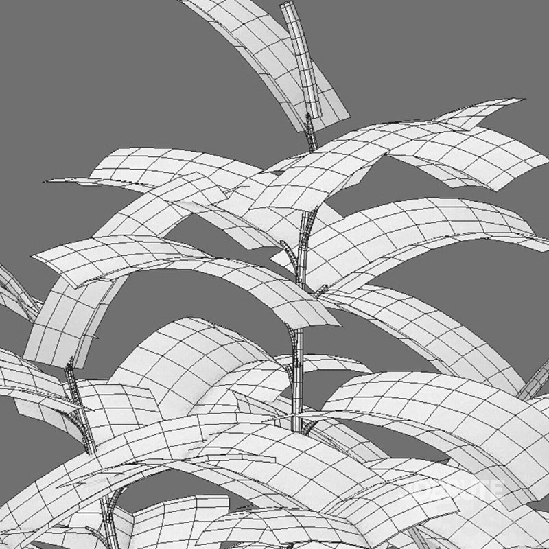 Ficus benghalensis Image 7