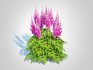 Astilbe-pink - Thumbnail 4