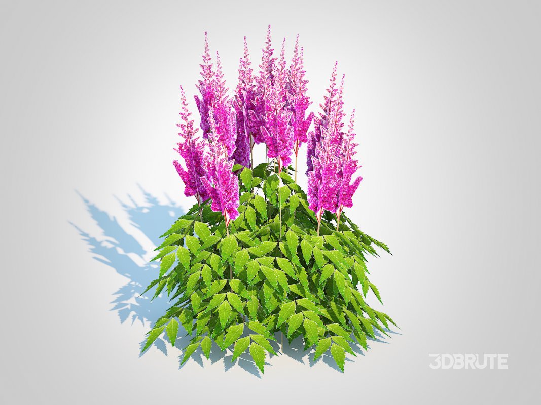 Astilbe-pink Image 4