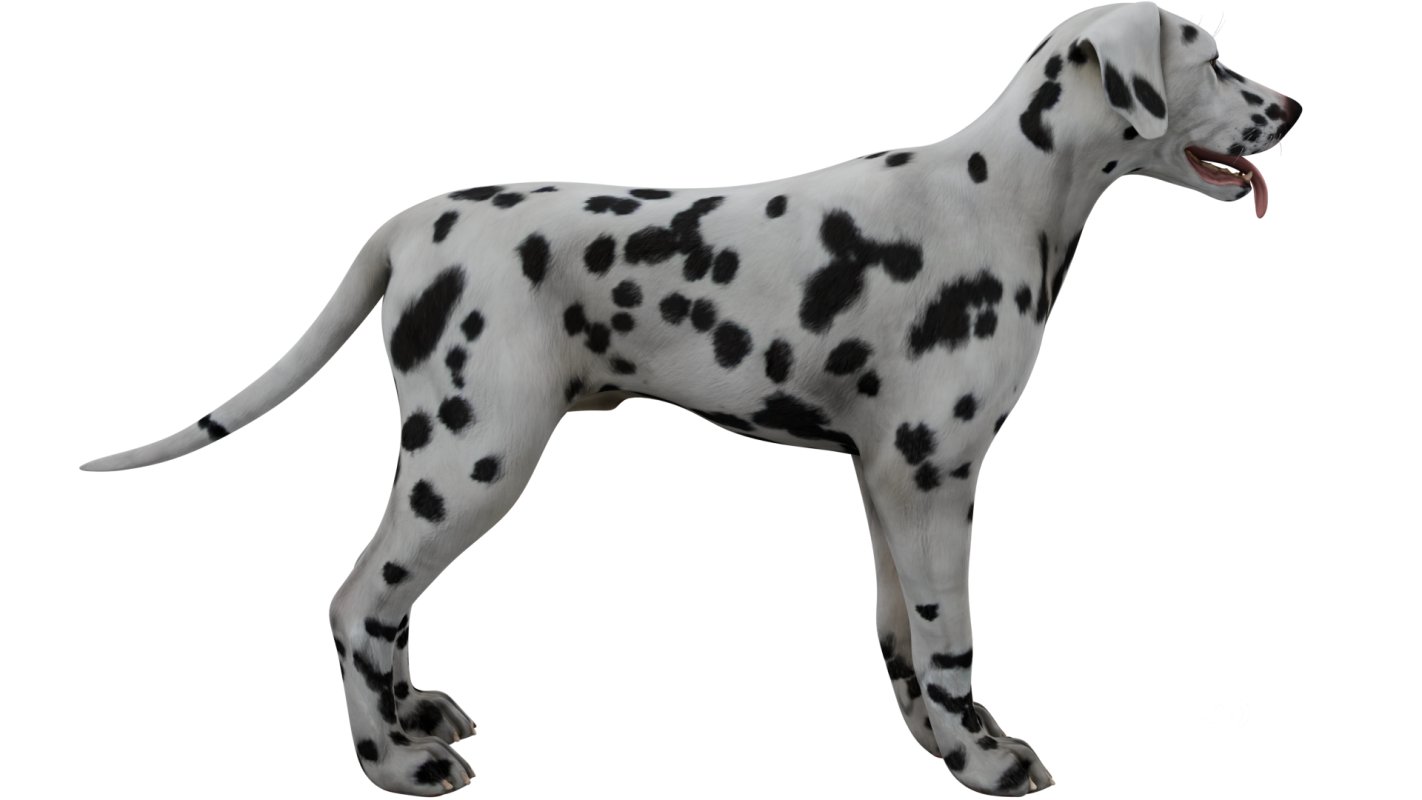 Dalmatian Image 6