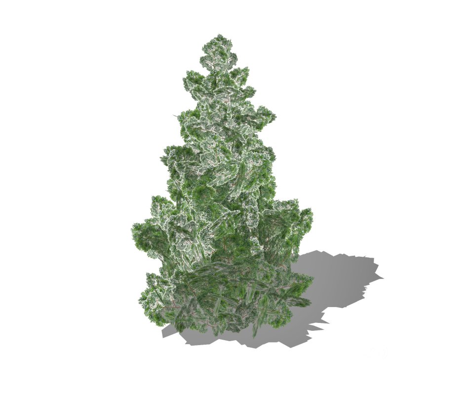 Chamaecyparis Image 2