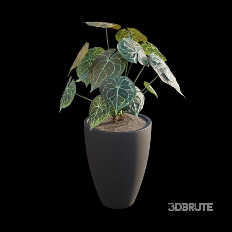 Anthurium clarinervium Image 4