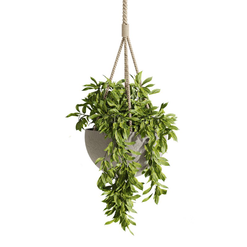hanging plants Image 4