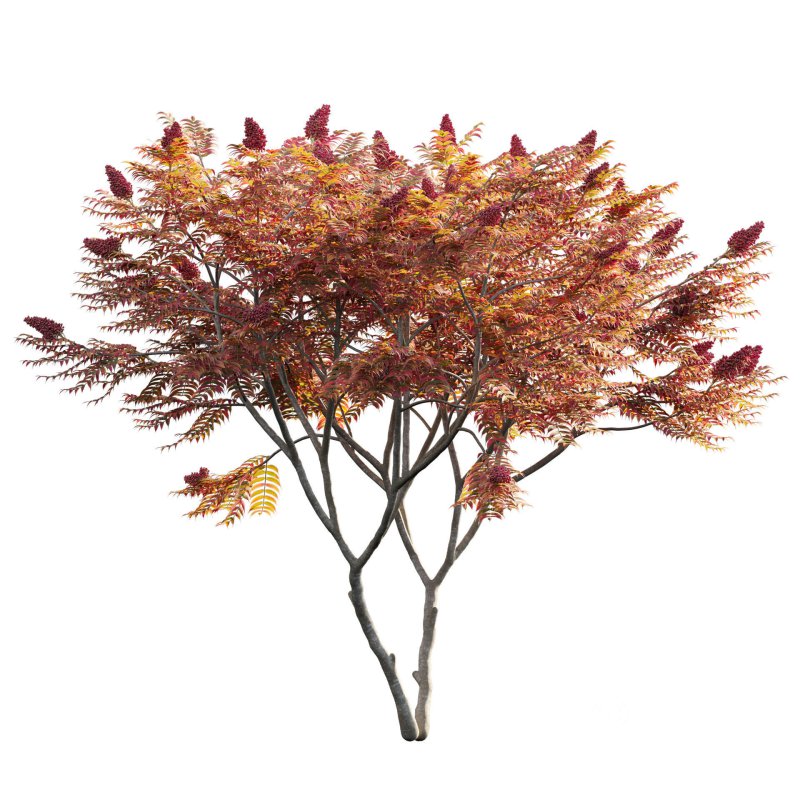 Rhus typhina – Staghorn Sumac 05 Image 2