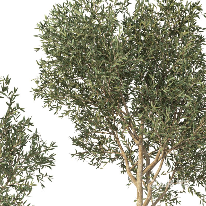 Olive Tree Indoor Set.1 Image 5