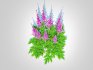 Astible chinensis – dwarf astilbe - Thumbnail 2