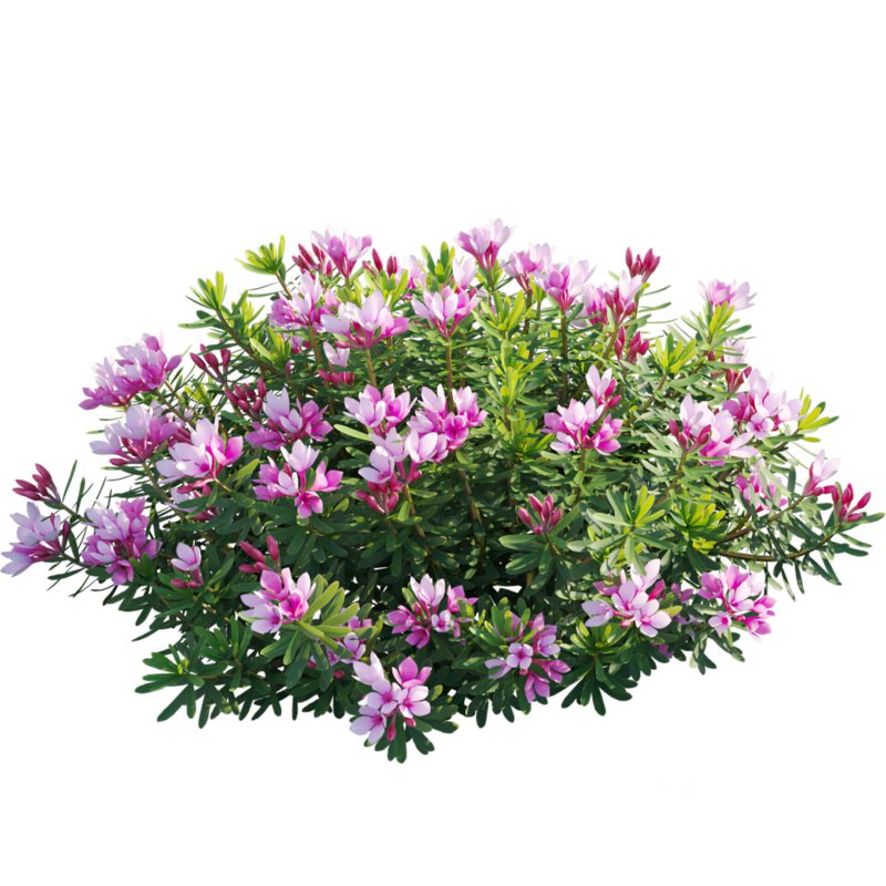 Daphne arbuscula – Shrubby daphne 01 Image 2