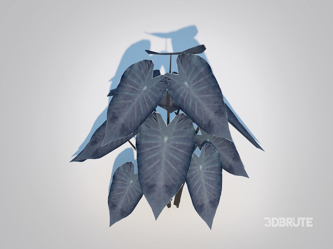 Colocasia esculenta -Black Taro Image 4