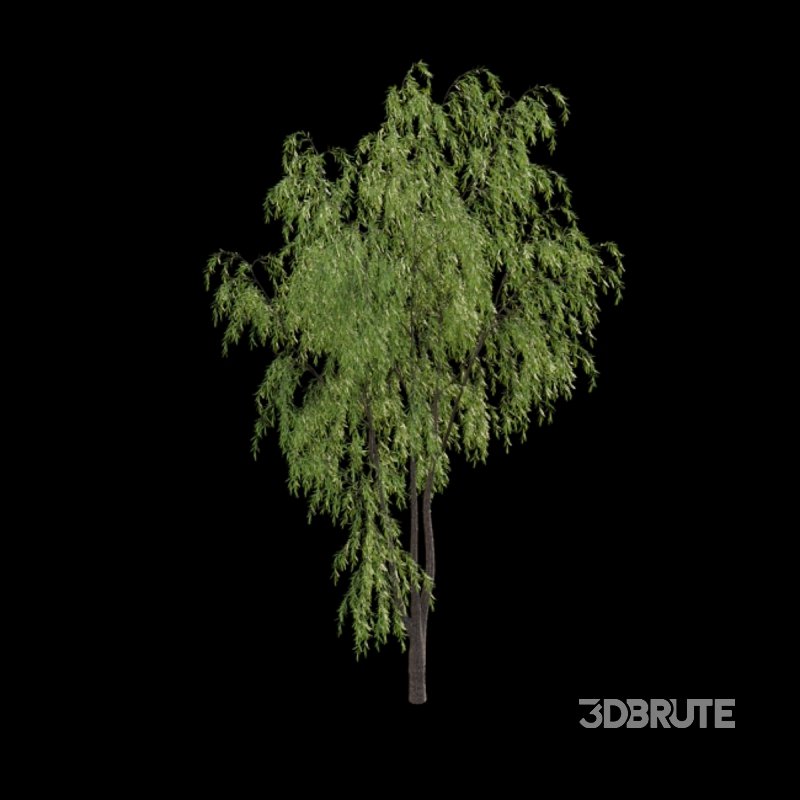 Salix babylonica – Weeping Willow 01 Image 3