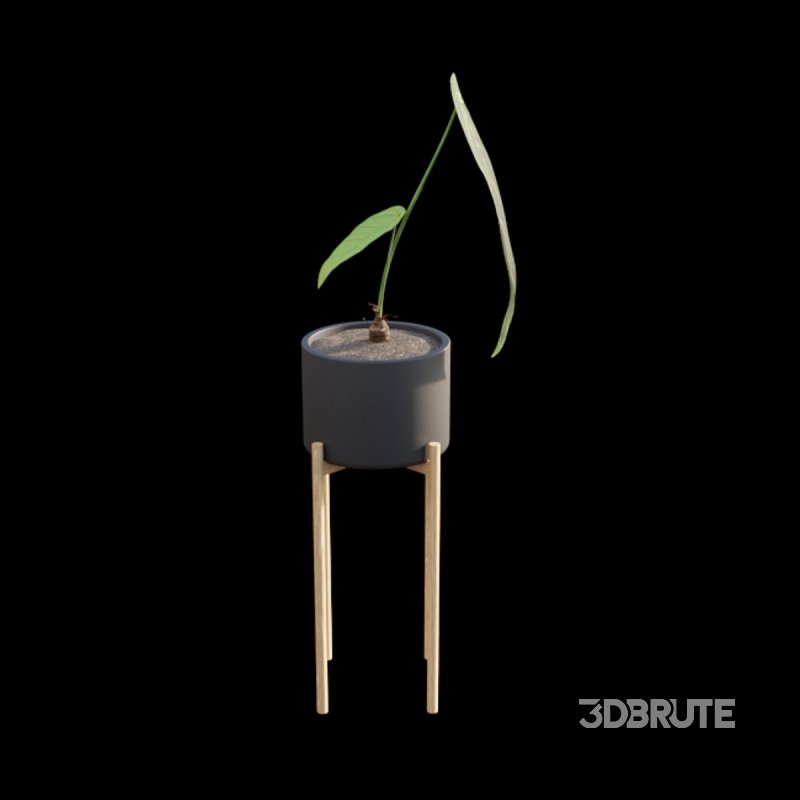 Anthurium warocqueanum Image 3