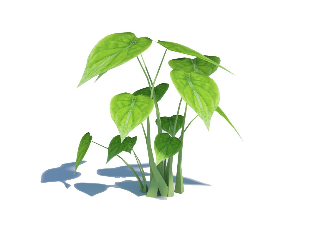 Alocasia Cucullata Image 4