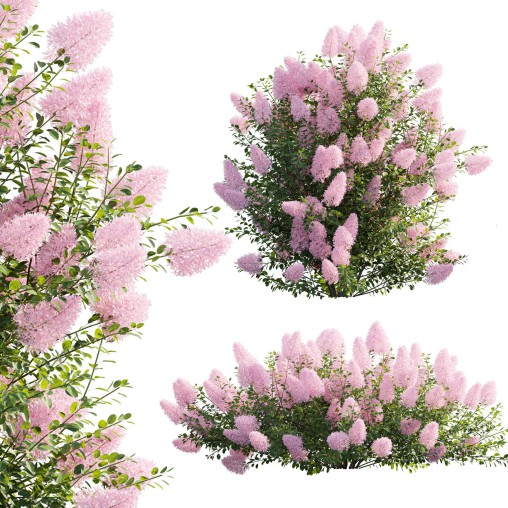 Cotinus coggygria – Smokebush 04
